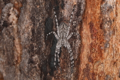 Pediana occidentalis