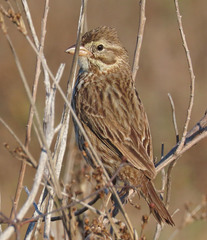Passerculus sandwichensis rostratus