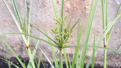 Cyperus imbricatus