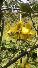 Cyrtochilum macranthum