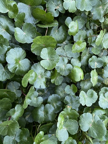 Hydrocotyle ranunculoides iNat (1)