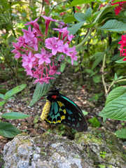 Ornithoptera