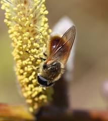 Cheilosia grossa