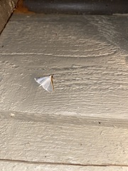 Palpita margaritacea