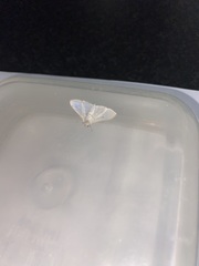 Palpita margaritacea