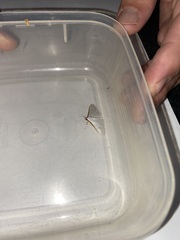 Palpita margaritacea