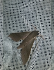 Xylophanes porcus