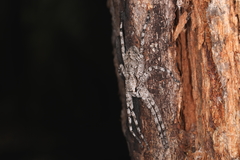 Pediana occidentalis