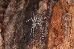 Pediana occidentalis