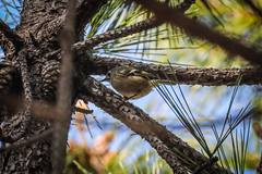 Regulus regulus japonensis