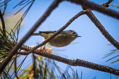 Regulus regulus japonensis