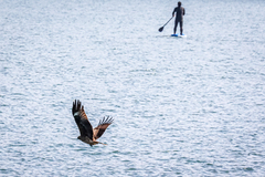 Milvus migrans lineatus