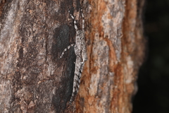 Pediana occidentalis