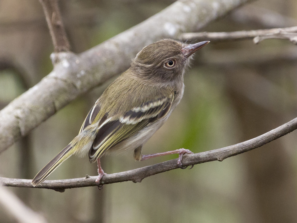 Pale-eyed Pygmy-Tyrant photo