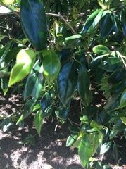 Melicytus ramiflorus