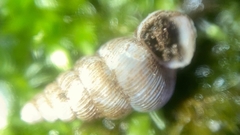 Cochlostoma septemspirale