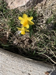 Narcisseae
