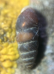Chondrina avenacea