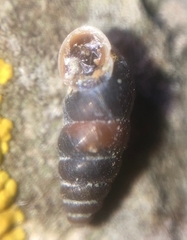 Chondrina avenacea
