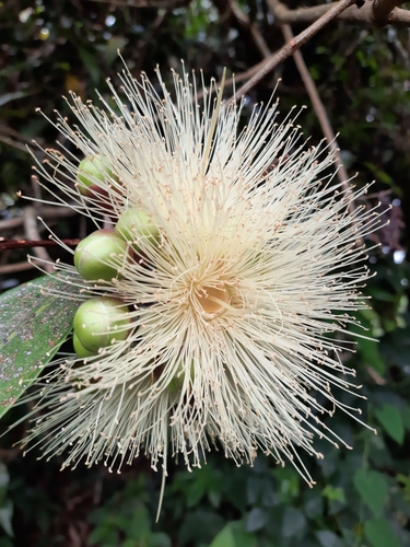 Syzygium jambos - Leaves