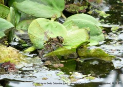 Rhionaeschna marchali