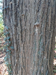 Platypus quercivorus