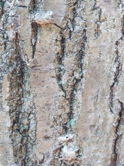 Platypus quercivorus