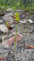 Genoplesium pumilum