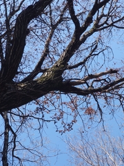 Platypus quercivorus