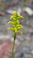 Genoplesium pumilum