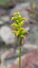 Genoplesium pumilum