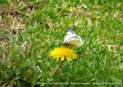 Tatochila xanthodice