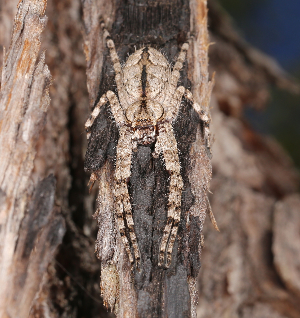 Western Bark Huntsman