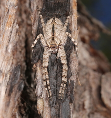 Pediana occidentalis