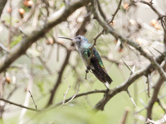 Chrysuronia oenone