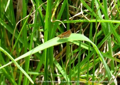 Ancyloxypha melanoneura