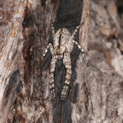 Pediana occidentalis