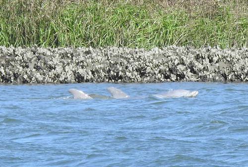 Tamanend's Bottlenose Dolphin photographed in South Carolina