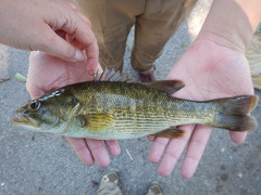 Micropterus treculii