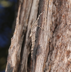 Pediana occidentalis