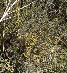Ephedra fasciculata