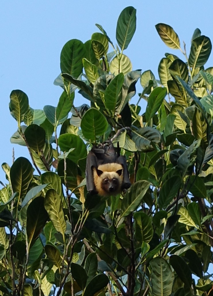 Seychelles Flying Fox