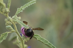Xylocopa tabaniformis pallidiventris