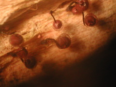 Cribraria cancellata