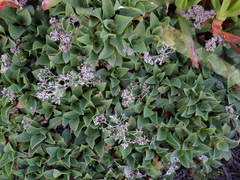 Limonium nydeggeri