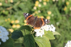Vanessa atalanta