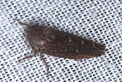 Putoniessa