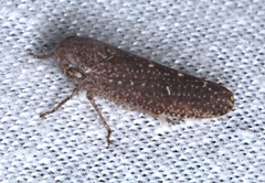 Putoniessa