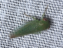 Rosopaella leurensis