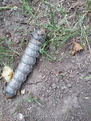 Insecta